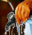 Oil-soaked penguin drowns in Dawn dishwashing liquid.
