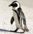 March of The Penguins star eaten by polar bear 
