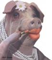 Doctors recommend not sharing lipstick with pigs