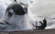 Seals celebrate death of SeaWorld killer whale