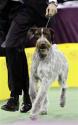 Michael Vick gives high praise of new Westminster Dog Show app